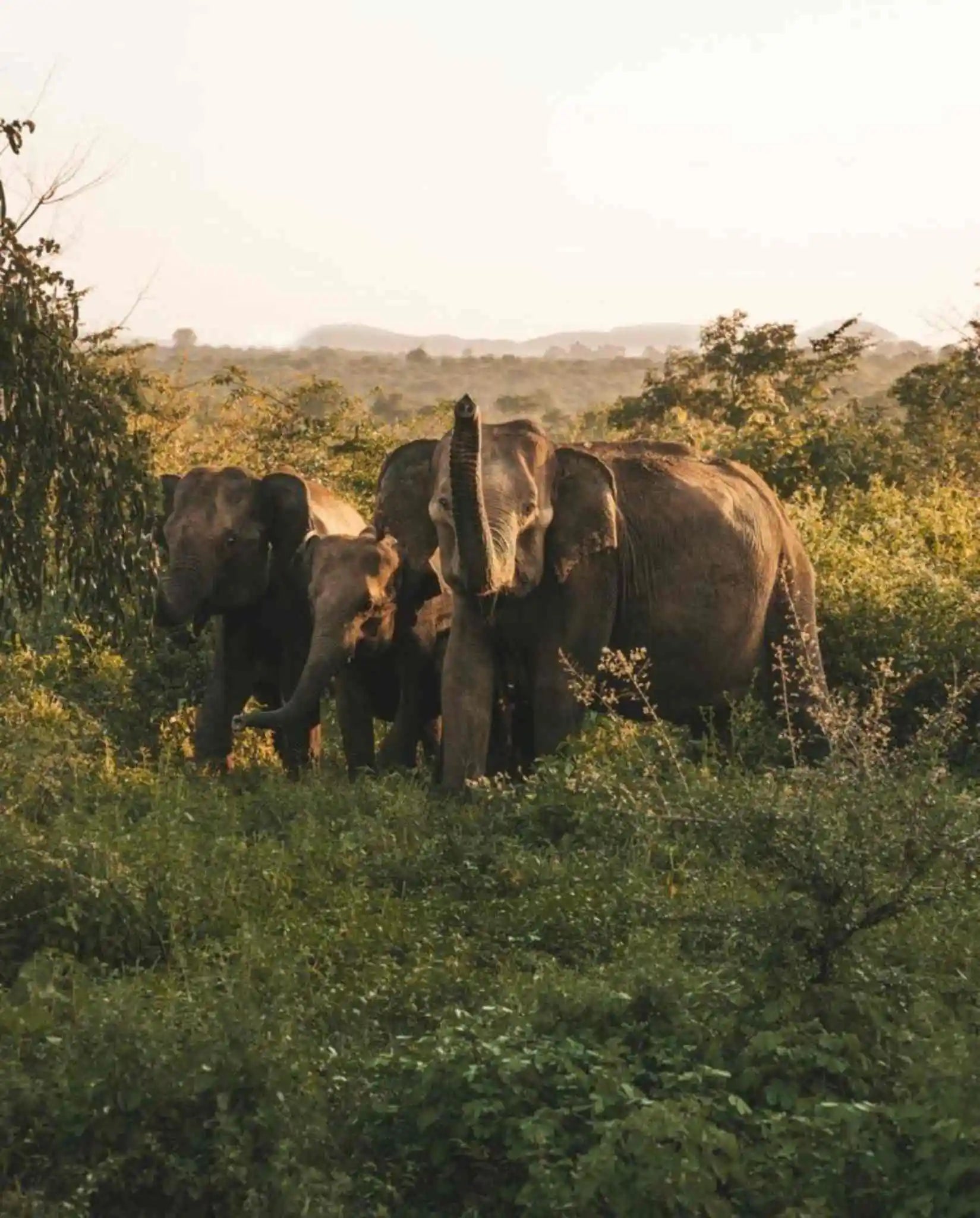 Sri Lanka sauvage