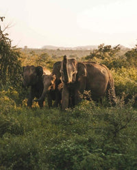Sri Lanka sauvage