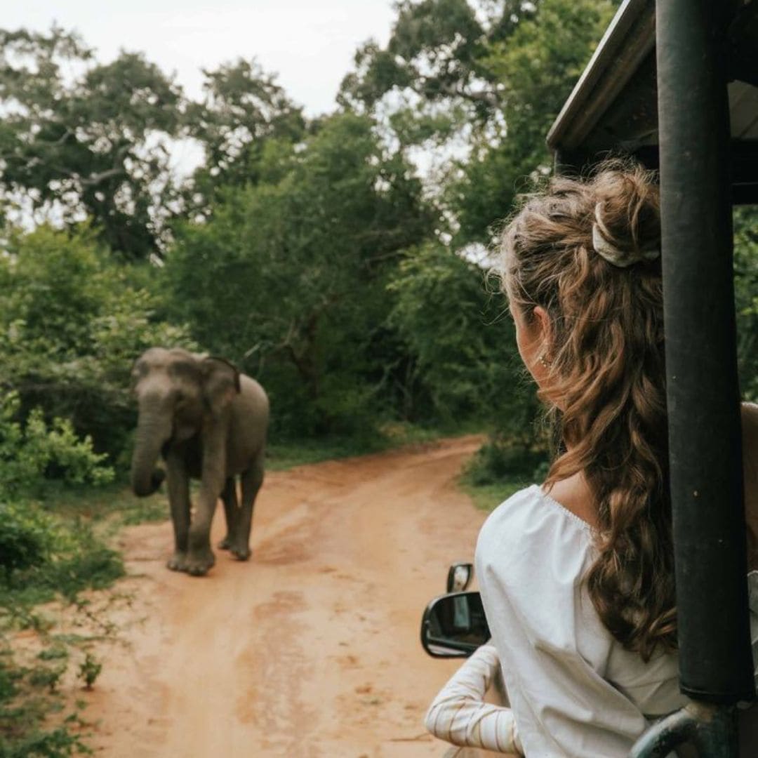 Pidurangala - lever de soleil et safari éléphants à Minneriya, Sri Lanka