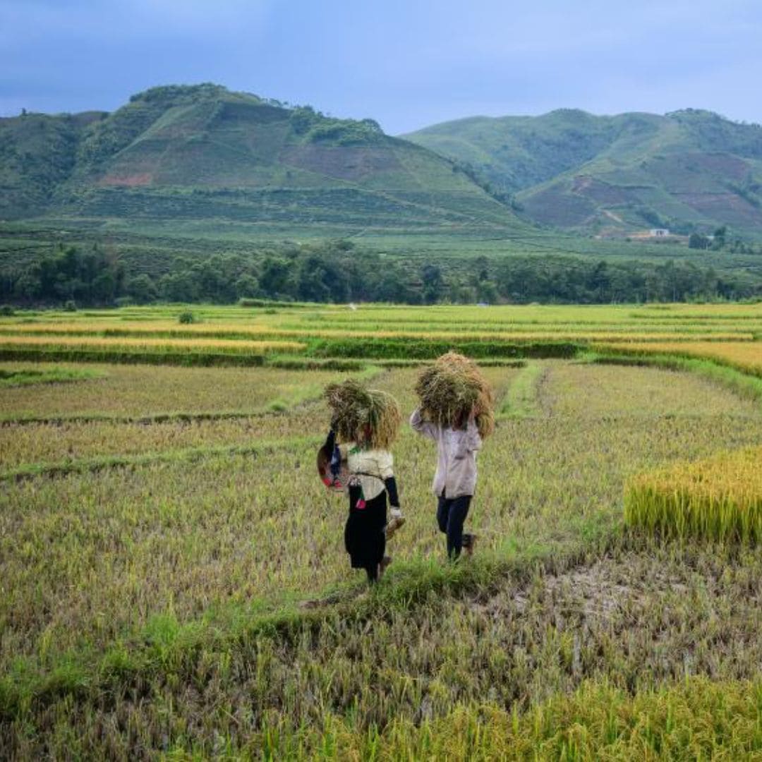 Réserve de Pu Luong et Mai Chau - maisons sur pilotis, rizières et ethnie Thaï, Vietnam