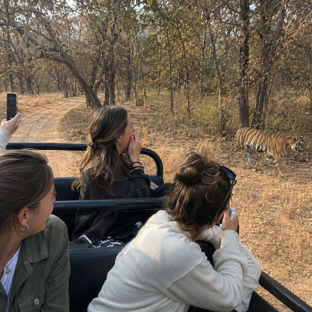Safari en jeep - tigres du Bengale dans le parc national de Ranthambore, Inde