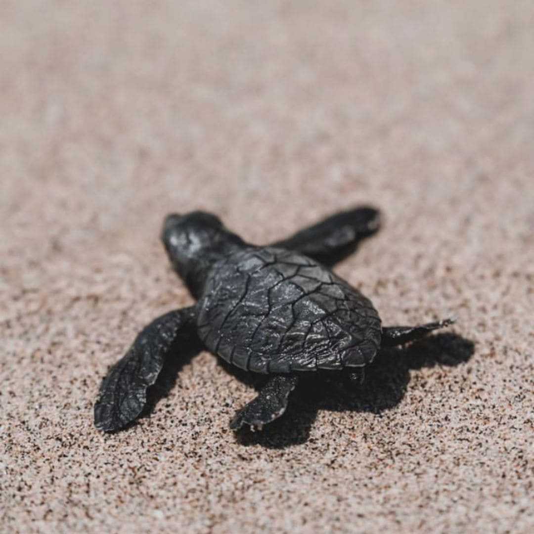Conservation des bébés tortues à Canggu, Bali - action positive pour l'environnement